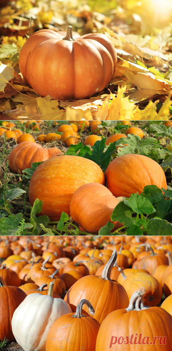 Как хранить тыкву?