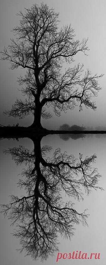 Ben Barrett приколол(а) это к доске The Beauty of Trees II