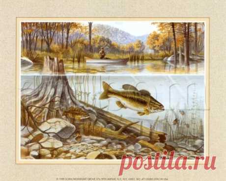 рыбалка фото для декупажа: 10 тыс изображений найдено в Яндекс.Картинках