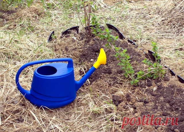 7 способов погубить смородину | Смородина, крыжовник (Огород.ru)