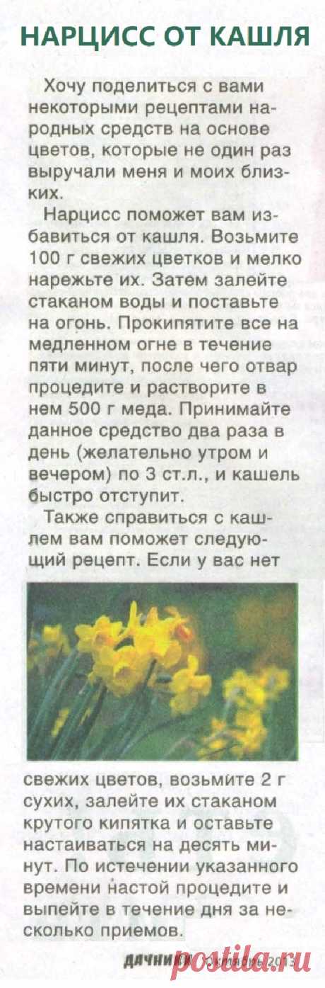 Кашель лечит нарцисс