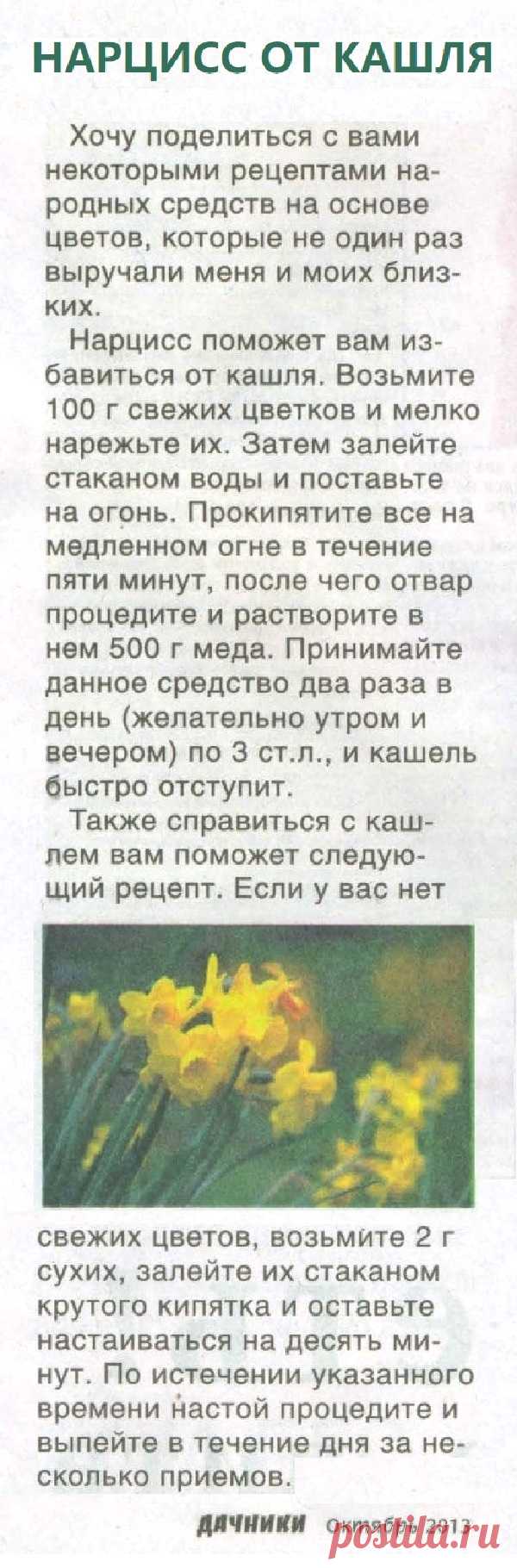 Кашель лечит нарцисс