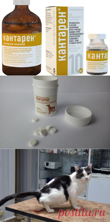 Кантарен для кошек: инструкция по применению, цена, отзывы