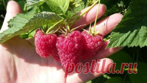 Обрезка ремонтантной малины осенью для начинающих: схема, уход, видео