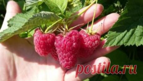 Обрезка ремонтантной малины осенью для начинающих: схема, уход, видео