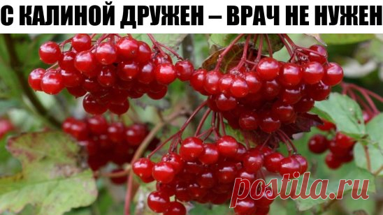 С КАЛИНОЙ ДРУЖЕН – ВРАЧ НЕ НУЖЕН
ЦЕЛЕБНЫЕ свойства КАЛИНЫ: простые рецепты.
Калина - одна из самых ПОЛЕЗНЫХ ягод в природе.
В калине всё ЦЕЛЕБНО: кора, веточки, цветы, ягоды и сушёные косточки.
Наши предки о лечебных свойствах калины, знали, что ее ягоды улучшают работу сердца, обладают успокаивающим действием.
Витамина С в калине в 1, 5 раза больше чем в лимоне. В ней есть железо, селен, йод, каротин, фосфор.
С мёдом калину назначали при простудных заболеваниях.
Чай из калины пили при гнойничко