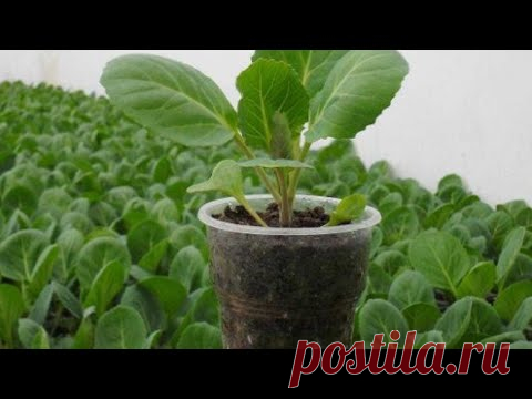 ТОЧНЫЙ ДЕНЬ ПОСЕВА КАПУСТЫ НА РАССАДУ!