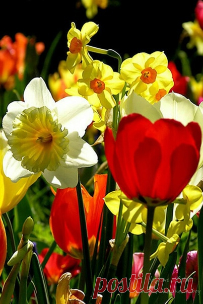 Тюльпаны и нарциссы – оранжево-золотистая буря весны.

© Эрих Мария Ремарк