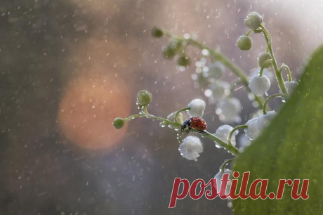 20 самых популярных макрофотографий на 500px в этом году