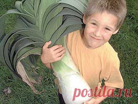 Лук-порей для начинающих | НА ЗАВАЛИНКЕ