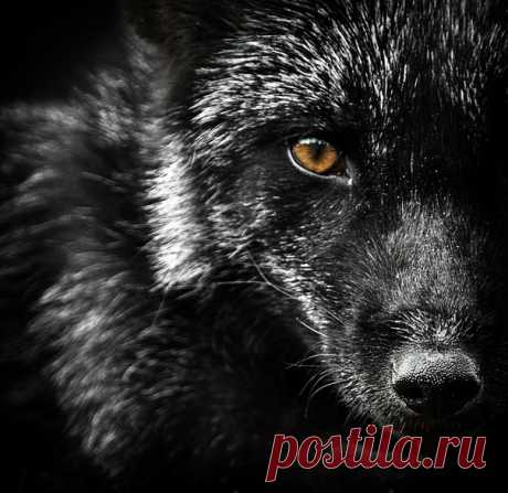 Черная лиса. Автор фото – Олег Богданов: nat-geo.ru/photo/user/163766/