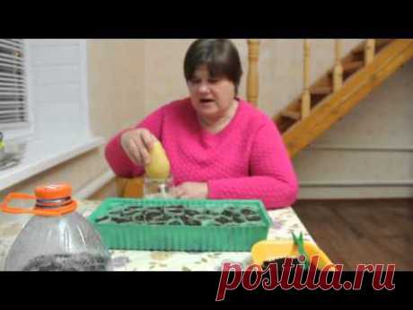 Секреты выращивания земляники.