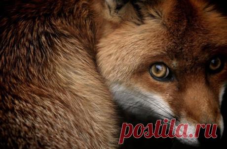 Невероятные моменты дикой природы / Питомцы