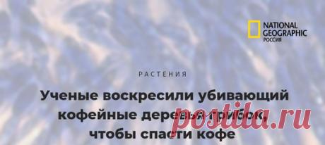 Не хотите лишиться кофе в один чёрный день? Тогда радуйтесь, что учёные изо всех сил пытаются его спасти (даже вот такими необычными способами).