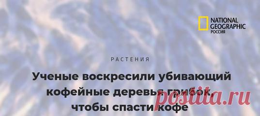 Не хотите лишиться кофе в один чёрный день? Тогда радуйтесь, что учёные изо всех сил пытаются его спасти (даже вот такими необычными способами).
