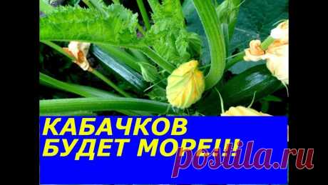 КАБАЧКОВ ЗАВЯЗЫВАЕТСЯ МОРЕ,НЕ УСПЕВАЮ СОБИРАТЬ, СУПЕР ПОДКОРМКА, НЕ ОБРЫВАЙТЕ...