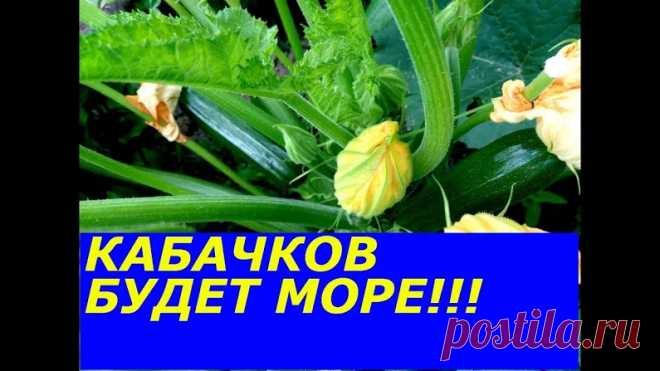 КАБАЧКОВ ЗАВЯЗЫВАЕТСЯ МОРЕ,НЕ УСПЕВАЮ СОБИРАТЬ, СУПЕР ПОДКОРМКА, НЕ ОБРЫВАЙТЕ...