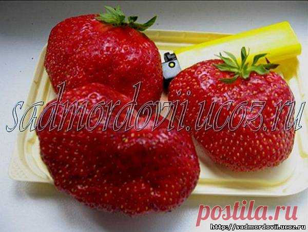 Среднеспелый сорт земляники 