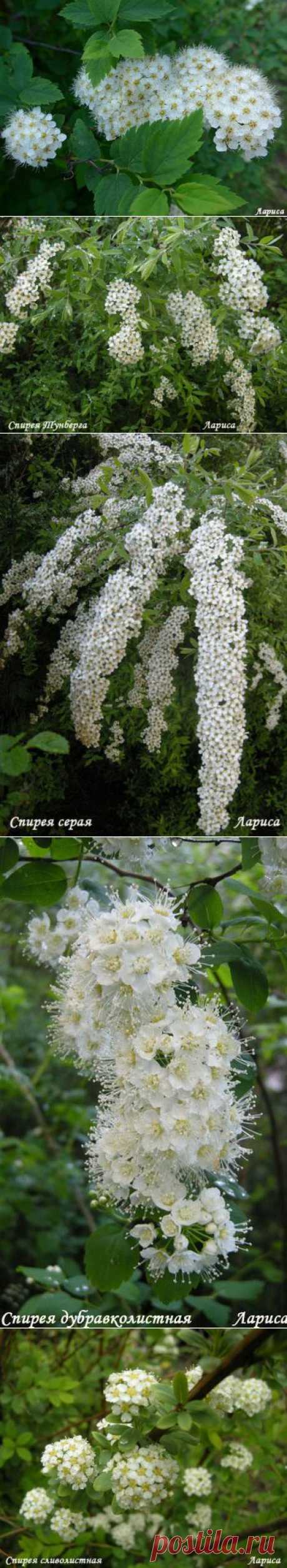 Всё о цветах и садоводстве » Действительно всё. » Page 45