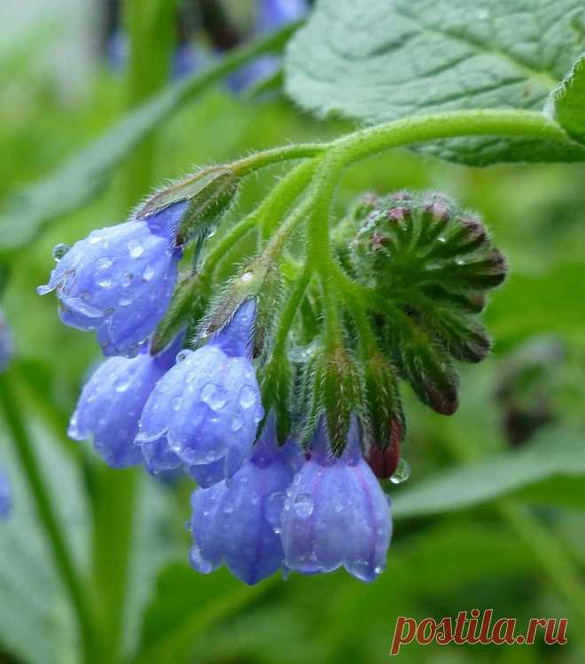 Окопник или Живокост. Еще Парацельс пользовался окопником как целебным средством при лечении ран, язв и различных заболеваний костей. Совершенно поразительный лечебный эффект наблюдается при обработке и прикладывании к ранам примочек из окопника, даже в тех случаях, когда обычные средства не помогают, например при хронических нагноениях вследствие остеомиелита, при трофических язвах голени и воспалении подкожной клетчатки.