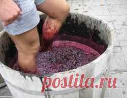 СОРТА ВИНОГРАДА ДЛЯ ВИНОДЕЛИЯ — Гроно - виноградный портал