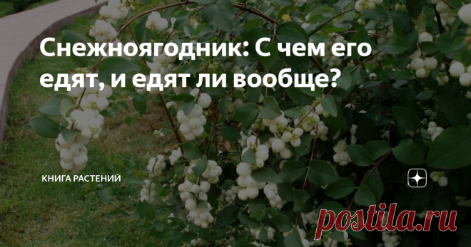 Снежноягодник: С чем его едят, и едят ли вообще? Многие из вас видели эти белые ягоды в убранстве клумб административных зданий и в зеленых насаждениях садоводов-любителей. А некоторые даже нарочно бросали их на землю, чтобы слушать, как они лопаются под ногами. Снежноягодник - растение из семейства Жимолостные, род которого насчитывает около 15 подвидов этой культуры. Растение представляет собою раскидистый кустарник высотой до 1,5 метров с мелкими эллиптическими листьями...