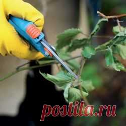 Технология обрезки садовой ежевики осенью для начинающих