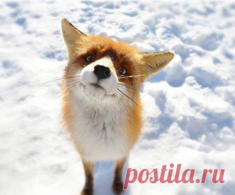 Одноклассники