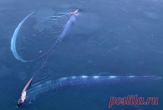 «Великий морской змей», у берегов Японии обнаружили двух «предвестников беды» | Аквариумные рыбки | Яндекс Дзен