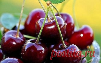 Чем подкармливать вишню? Подкормка весной - зола, по литровой банке, по влажной почве, по периметру кроны, 1 столовая ложка мочевины и 2 столовые ложки бесхлорного калия (при подкормке хлористым калием сбросит листья) на 10 л…