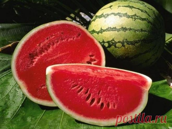 Как сохранить арбуз до Нового года?