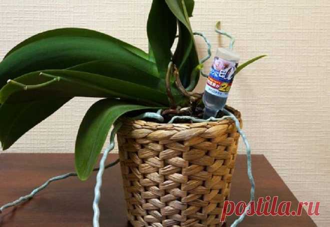 Не знаешь как правильно удобрять и подкармливать орхидеи? Читай!