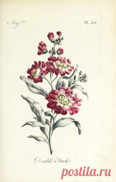 The florist : containing sixty plates of the most beautiful flowers regularly dispos'd in their succession of blowing : to which is added an accurate description of their colours, with instructions for drawing & painting them according to nature : being a new work intended for the use & amusement of gentlemen and ladies delighting in that art : Free Download, Borrow, and Streaming : Internet Archive