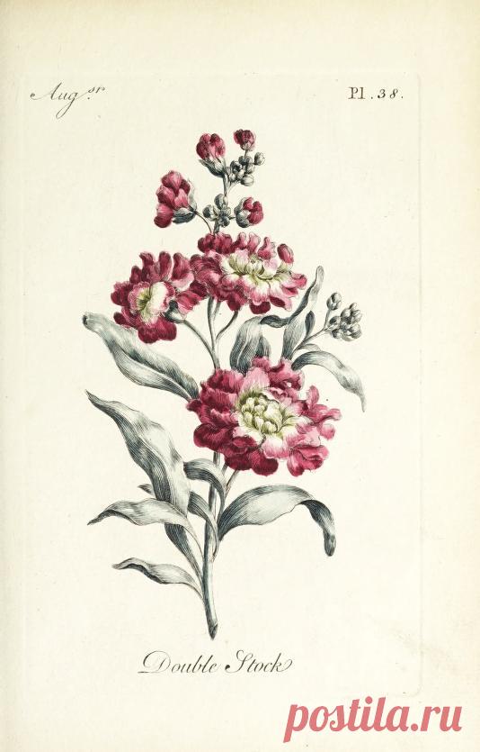 The florist : containing sixty plates of the most beautiful flowers regularly dispos'd in their succession of blowing : to which is added an accurate description of their colours, with instructions for drawing & painting them according to nature : being a new work intended for the use & amusement of gentlemen and ladies delighting in that art : Free Download, Borrow, and Streaming : Internet Archive