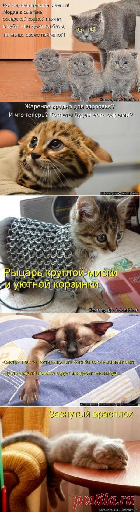 Новая котоматрица (36 фото)