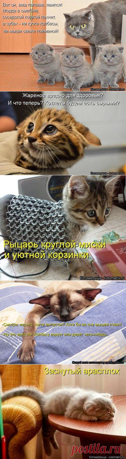 Новая котоматрица (36 фото)