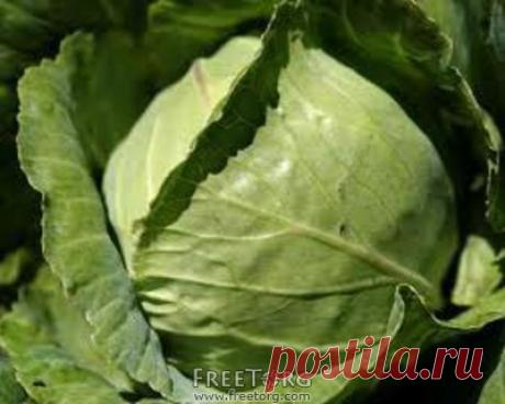 Агротехника выращивания капусты