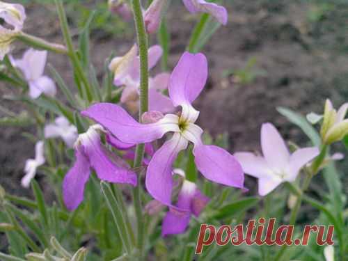 цветы ночная фиалка фото - 2 393 картинки. Поиск Mail.Ru