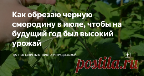 Как обрезаю черную смородину в июле, чтобы на будущий год был высокий урожай   В июле я применяю необычный прием по уходу за черной смородиной, чтобы получить высокий урожай на будущий год. Для этого я провожу обрезку смородины. Поскольку от правильной обрезки зависит не только формирование, но плодоношение куста. Расскажу подробнее, как обрезаю черную смородину в июле для обильного урожая. Почему я провожу обрезку смородины в июле.   Как обрезаю смородину в июле. В мае и ...