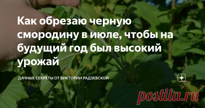 Как обрезаю черную смородину в июле, чтобы на будущий год был высокий урожай   В июле я применяю необычный прием по уходу за черной смородиной, чтобы получить высокий урожай на будущий год. Для этого я провожу обрезку смородины. Поскольку от правильной обрезки зависит не только формирование, но плодоношение куста. Расскажу подробнее, как обрезаю черную смородину в июле для обильного урожая. Почему я провожу обрезку смородины в июле.   Как обрезаю смородину в июле. В мае и ...