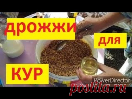 Куры не несутся ? //ДРОЖЖЕВАНИЕ Корма для кур / Период линьки у кур// Дрожжи для кур несушек
