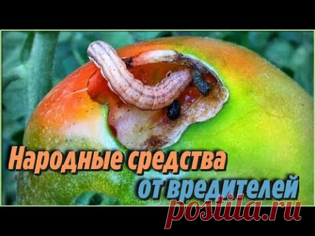 Как избавиться от ГУСЕНИЦ НА ПОМИДОРАХ народными средствами Профилактика против СОВКИ - YouTube