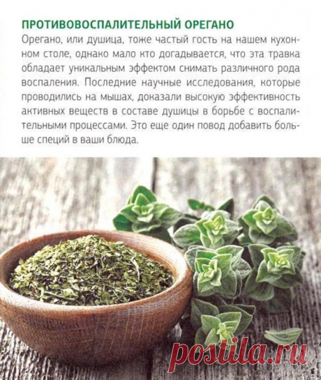 Противовоспалительный орегано (душица)