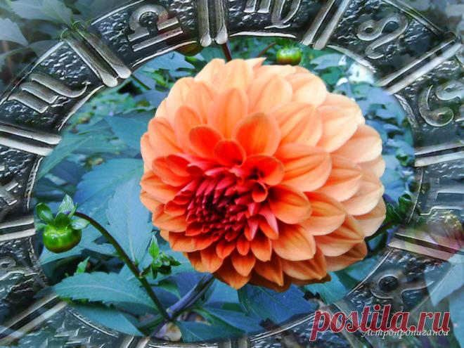 Гороскоп с 25 сентября по 1 октября 2023 | Космограмма на середину недели ( – 01.10.2023) | Аспекты и транзиты планет | 
✨ Автор: астролог Нина Стрелкова

✧ Гармонизируют астрологическую обстановку этой недели аспекты Меркурия с Юпитером и Ураном. Но раздражающе действует на всех аспект Венеры с Ураном и полнолуние в знаке Овна.

✧ Тригон Меркурия с Юпитером точным будет в понедельник, 25 сентября. Аспект способствует легкому общению и обретению популярности...