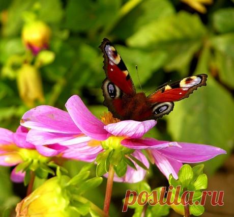 КАКОЙ СЕГОДНЯ ПРАЗДНИК? 31 Июля 2018 г. – Вторник • День вспоминания любимых книжек • Международный день африканской женщины • Всемирный день рейнджера (World Ranger Day) • День рождения Гарри Поттера38 лет • День военно-морского врача ВМФ РФ • День святого Игнатиуса Лойолы • День Гавайского флага - США • Национальный день малинового пирога - США • День донора - Иран • День начала революции - Конго • День воинов - Малайзия • День казначейства - Польша • Именины у Мирона, Афанасия, Степана,…