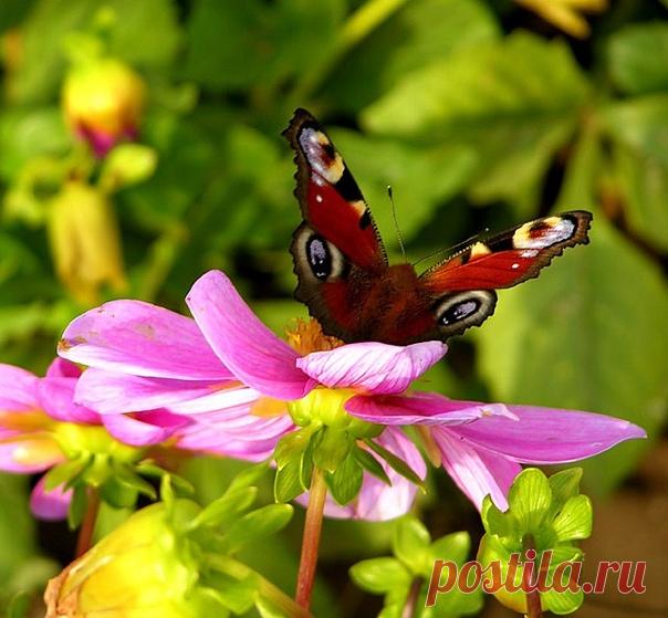 КАКОЙ СЕГОДНЯ ПРАЗДНИК? 31 Июля 2018 г. – Вторник • День вспоминания любимых книжек • Международный день африканской женщины • Всемирный день рейнджера (World Ranger Day) • День рождения Гарри Поттера38 лет • День военно-морского врача ВМФ РФ • День святого Игнатиуса Лойолы • День Гавайского флага - США • Национальный день малинового пирога - США • День донора - Иран • День начала революции - Конго • День воинов - Малайзия • День казначейства - Польша • Именины у Мирона, Афанасия, Степана,…