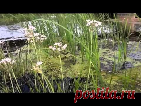 Камыш цветет | Видеомонтаж, создание слайд шоу из фото и видео - YouTube