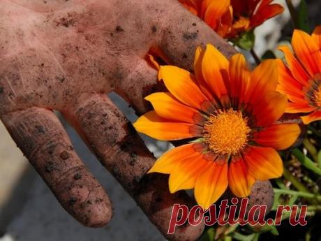 РУКИ ПОСЛЕ ОГОРОДА
  
В дачно-огородный сезон у каждой женщины возникает большая проблема: возня с землей портит наши руки, а не каждый любит работать в перчатках.

Вот простой совет: взять раствор перекиси водорода 3 % (она продается в любой аптеке) примерно 100 г, добавляем нашатырный спирт 10-20 г, а затем любое моющее средство для мытья посуды или немного порошка.

Все перемешать и опустить руки в раствор. Все трещины, которые потемнели, становятся светлыми. Потом вымы...