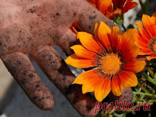 РУКИ ПОСЛЕ ОГОРОДА
  
В дачно-огородный сезон у каждой женщины возникает большая проблема: возня с землей портит наши руки, а не каждый любит работать в перчатках.

Вот простой совет: взять раствор перекиси водорода 3 % (она продается в любой аптеке) примерно 100 г, добавляем нашатырный спирт 10-20 г, а затем любое моющее средство для мытья посуды или немного порошка.

Все перемешать и опустить руки в раствор. Все трещины, которые потемнели, становятся светлыми. Потом вымы...