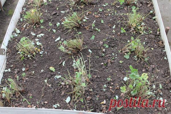 Безжалостная обрезка земляники. | Есть время под солнцем | Яндекс Дзен